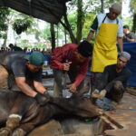Proses Pemotongan Qurban Sapi