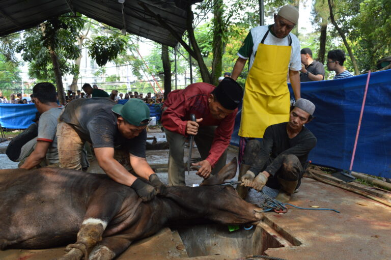 Proses Pemotongan Qurban Sapi